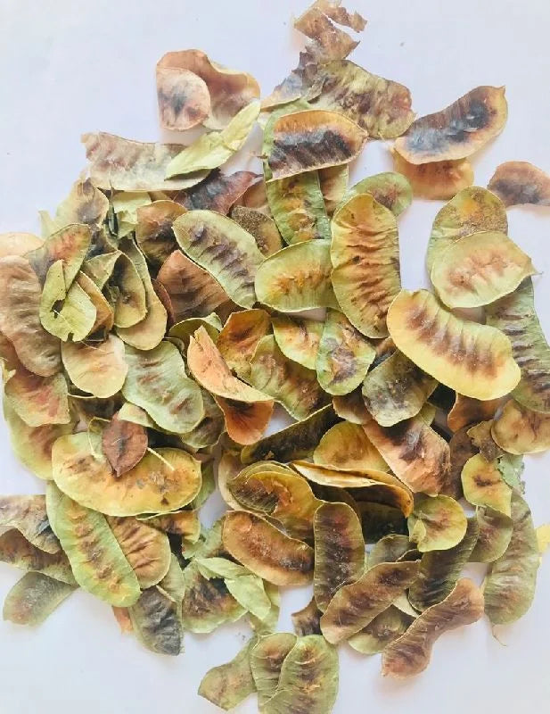 Senna Leaves